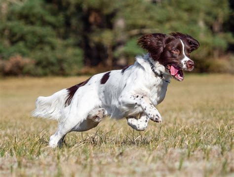 English Springer Spaniel - Full Profile, History, and Care