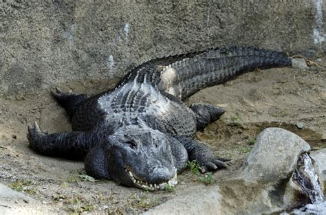 American Alligator Potawatomi Zoo