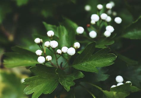 Close Up Photo Of White Flower Buds · Free Stock Photo