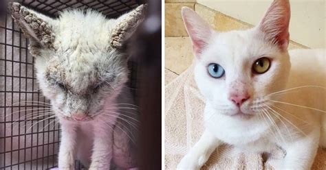 Cat “blinded” By Mange Is Rescued Amazes Everyone With His Unique Eyes