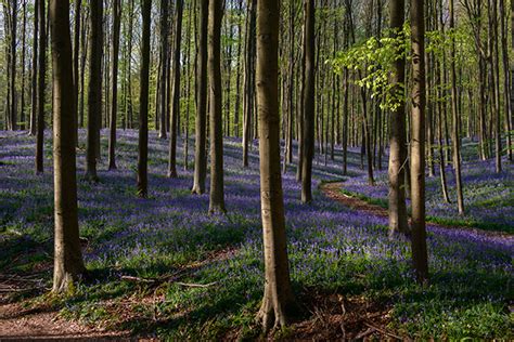 It is quite easy to get to the hallerbos by car and by public transport as there is a bus stop next to the entrance of the forest. Hallerbos: info - bloei hyacinten - wandelen - wandelkaart