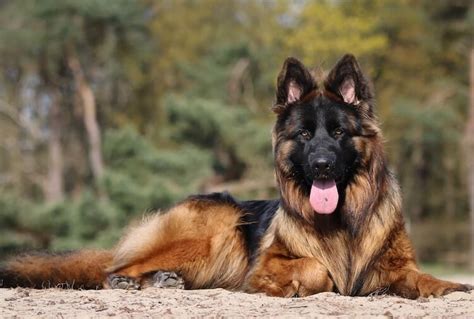 Recklessly Black King German Shepherd Puppies For Sale