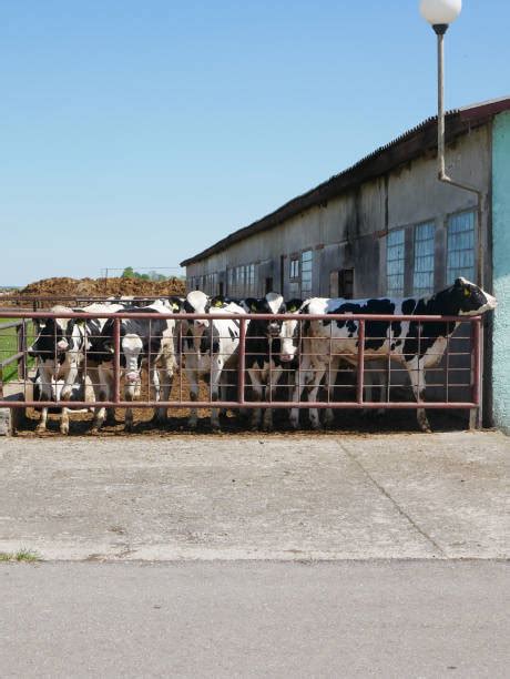 Stuck Cow Fence Trapped Stock Photos Pictures And Royalty Free Images