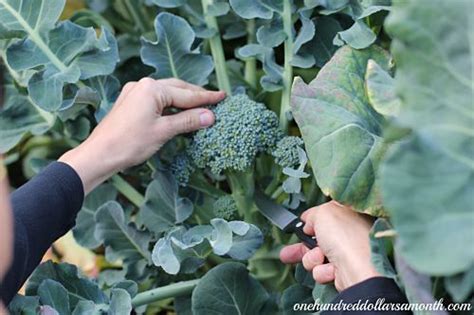 Find out when to harvest broccoli here. Mavis Garden Blog - When to Harvest Broccoli - One Hundred ...