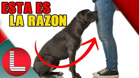 No Dejes Que Los Perros Huelan Tu Zona Intima Mira La Razon Acento
