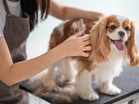 Alopecia Nel Cane Cause Sintomi E Come Curarla