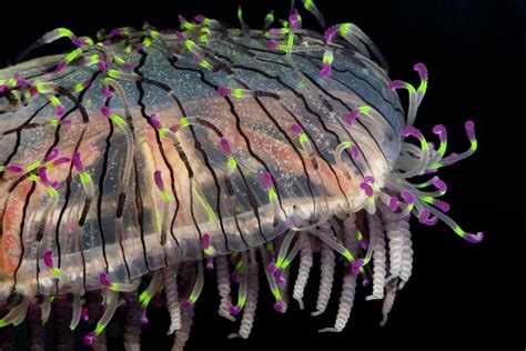 Beautiful Bioluminescent Creatures Light Up The Deep Ocean Deep Sea