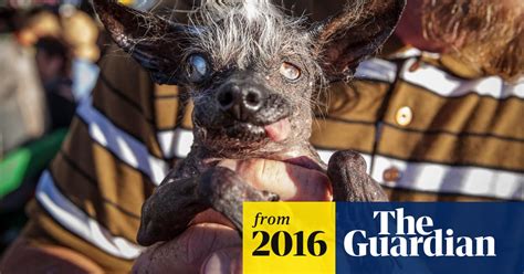 Worlds Ugliest Dog Winner Is Blind Chihuahua With Bowed Legs Dogs