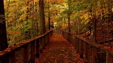 1920x108020194 Wood Bridge Forest In Fall 1920x108020194 Resolution