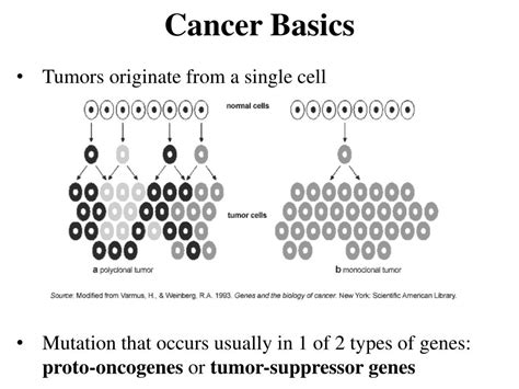 Ppt Cancer Basics Powerpoint Presentation Free Download Id6700265