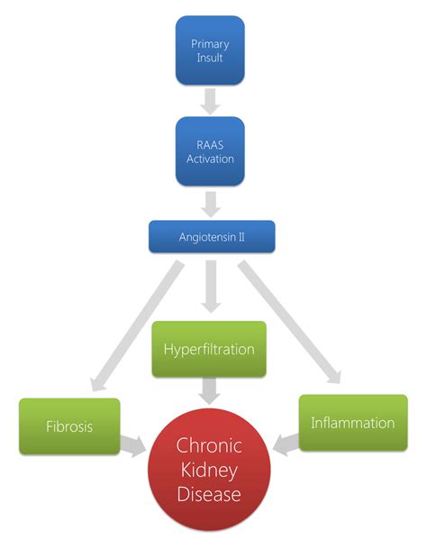 Acute kidney failure/acute kidney injury. Chronic renal failure pathophysiology - wikidoc