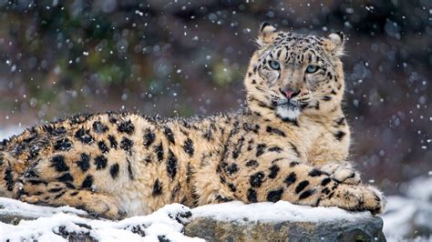 Snow Leopard 4k Wallpapers Hd Wallpapers Id 18450