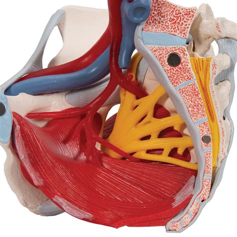 Anatomical Teaching Models Plastic Human Pelvic Models Female Pelvis With Ligaments Vessels