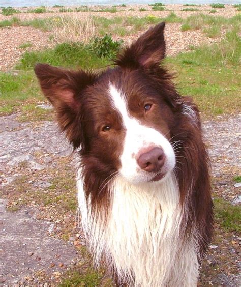 Brown Border Collie Sooo Cute Brown Border Collie Border Collie