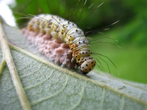 Caterpillar And Parasitic Wasp Eggs Project Noah