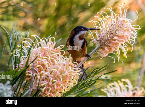 Exotic Bird Eastern Spinebill Honeyeater Feeding On Grevillea Nectar