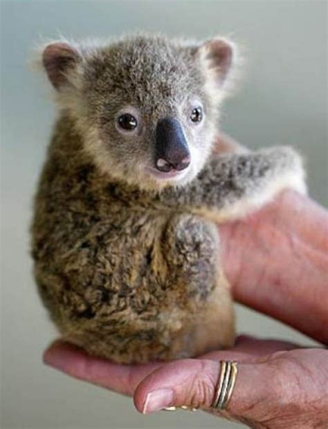 Baby Koala Cutest Paw Animal Pinterest