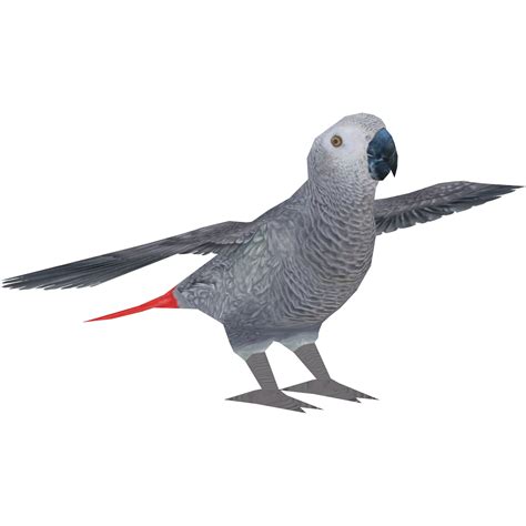 Vector Grey Parrot Png All