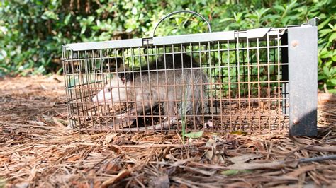 10 Best Rated Possum Removal In Sydney Northern Beaches Airtasker Au