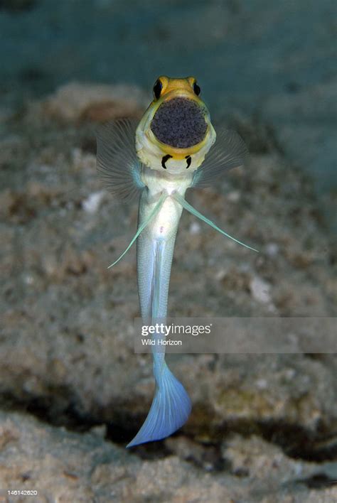 Portrait Of A Male Yellowhead Jawfish Displaying Mouth Brooding News