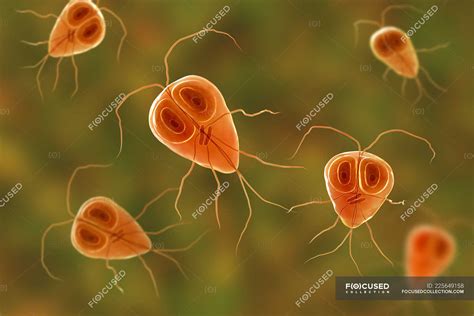 Giardia Lamblia Flagellated Protozoan Parasite Digital Illustration