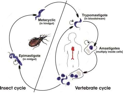 Life Cycle Of Trypanosoma Cruzi The Vector Triatoma Infestans Takes A