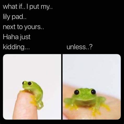 Frogs Really Are Dank Memes Amino