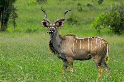 Kudu Bull 1 A Photo On Flickriver