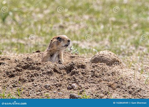 Prairie Dog Sitting At Burrow Stock Image Image Of Burrows Checking