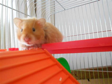 Male Syrian Hamster Cardiff Hamster Central