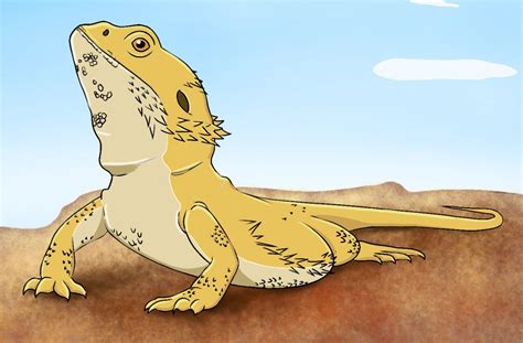 Bearded Dragon Drawing At Explore Collection Of