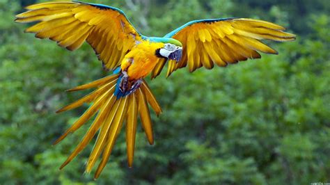 Funny animal wallpaper on wallpaper hd. Colorful parrot bird cute animal nature beauty wallpaper ...