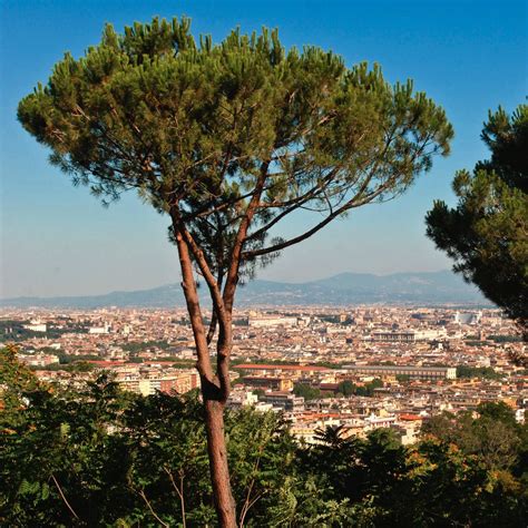 Rome Rome Italy Romes Famous Umbrella Pine Trees Which Paint The