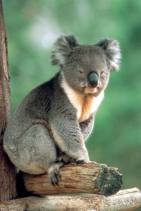 Curiosidades Y Fotos De Animales Koala