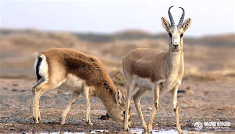 Animals In Gobi Desert