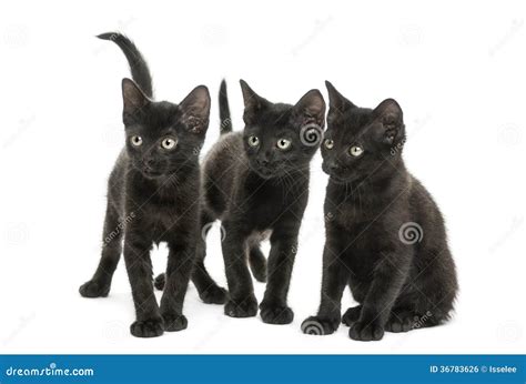 Grupo De Tres Gatitos Negros Que Miran En La Misma Dirección Foto De