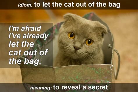 Idiom Let The Cat Out Of The Bag Funky English