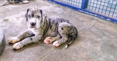 The search tool above returns a list of breeders located nearest to the zip or postal code you. European Great Dane Puppies For Sale in Salem | PetButty
