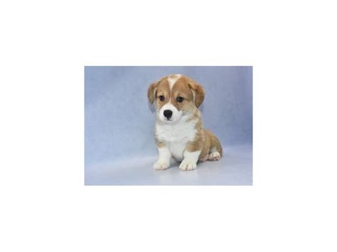 But these curious pups won't let that stop them from. Pembroke Welsh Corgi-DOG-Male-Sable-2249456-Petland ...
