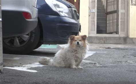 Dieser Verzweifelte Hund Wartete Drei Jahre Lang An Derselben Stelle