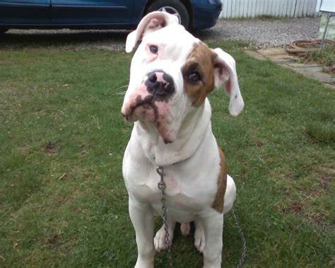 Listing of american bulldog puppies for sale, american bulldog breeders, american bulldog kennels, and american bulldog stud service. American Bulldog - My Dog Breeders - Part 127
