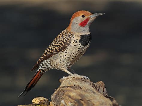 The Northern Flicker Woodpecker A Closer Look At This Unique Bird Species