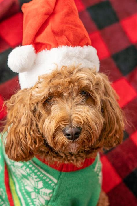 Cavapoo Dog With Christmass Clothes Dog Christmas Concept Stock Image