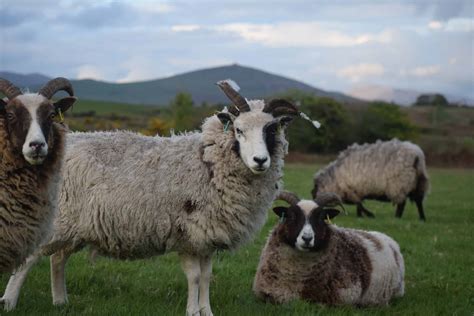 Patch Patchwork Sheep