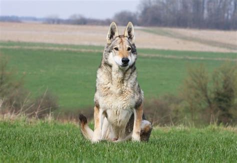 5 Important Traits Of The Native American Indian Dog And Breed Info
