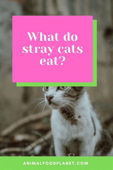 What Do Stray Cats Eat 4 Surprising Things You Need To Know