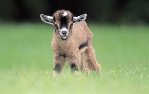 Cute Baby Pygmy Goats Compilation Everyone Sometimes Need Some Cute