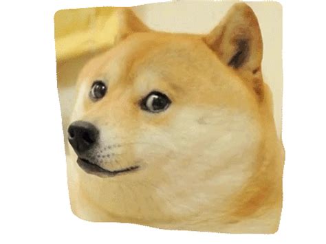 Check spelling or type a new query. doge in background | Tumblr