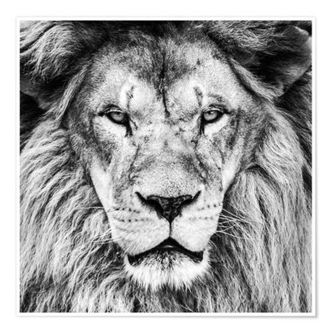 Bilder fotos vektorgrafiken illustrationen videos. König Löwe - Schwarz Weiß Poster Poster online bestellen ...