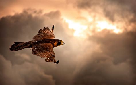 Birds Animals Nature Feathers Wings Hawks Wallpapers